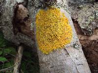 Xanthoria parietina var. parietina image