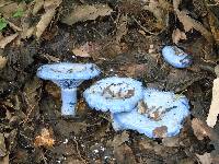 Lactarius indigo image