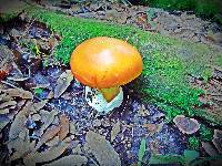 Amanita yema image