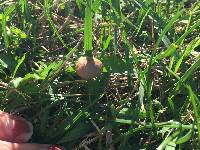 Agrocybe pediades image