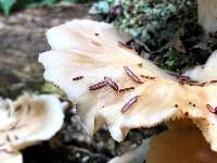 Pleurotus ostreatus image