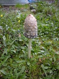 Coprinus comatus image