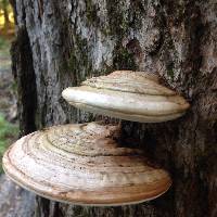 Ganoderma applanatum image