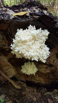 Hericium coralloides image