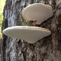 Ganoderma applanatum image