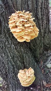 Laetiporus sulphureus image