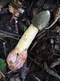 Phallus ravenelii image