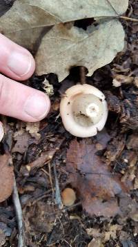 Geastrum saccatum image