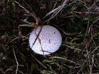 Lycoperdon marginatum image