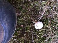 Lycoperdon marginatum image