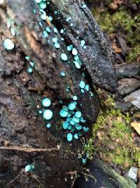 Chlorociboria aeruginascens image