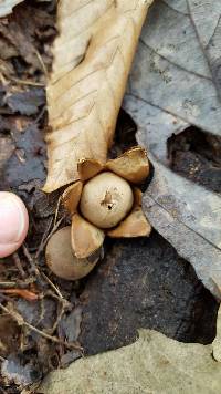 Geastrum saccatum image