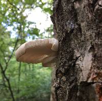 Tapinella panuoides image