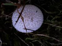 Lycoperdon marginatum image