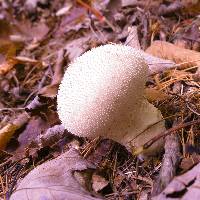 Lycoperdon perlatum image