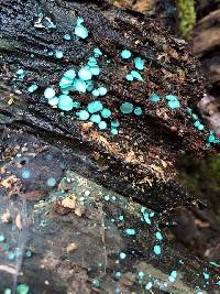 Chlorociboria aeruginascens image