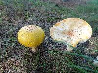 Amanita muscaria var. guessowii image