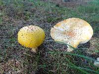 Amanita muscaria var. guessowii image