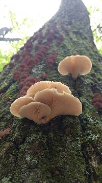 Pleurotus ostreatus image