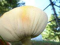 Amanita muscaria var. guessowii image