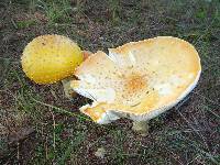 Amanita muscaria var. guessowii image