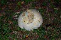 Calvatia gigantea image