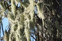 Ramalina menziesii image