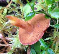 Chalciporus piperatus image