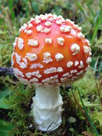 Amanita muscaria image