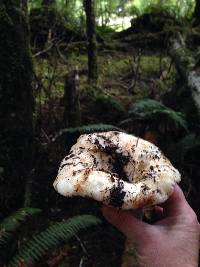 Russula brevipes image