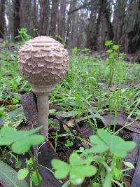 Chlorophyllum olivieri image