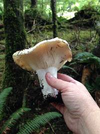 Russula brevipes image