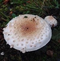 Amanita muscaria image