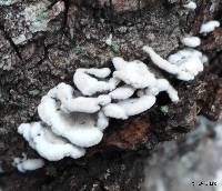 Schizophyllum commune image