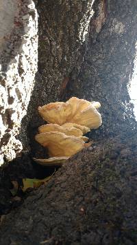 Laetiporus gilbertsonii image