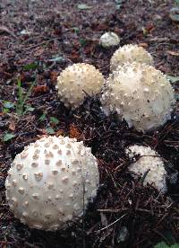 Amanita muscaria image