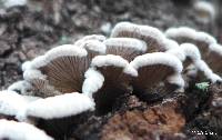 Schizophyllum commune image