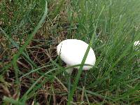 Leucoagaricus leucothites image