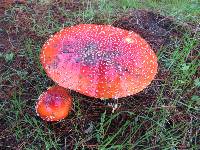 Amanita muscaria image