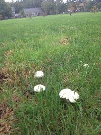 Leucoagaricus leucothites image