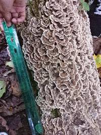 Trametes versicolor image