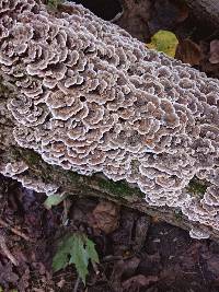 Trametes versicolor image