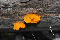 Tremella mesenterica image