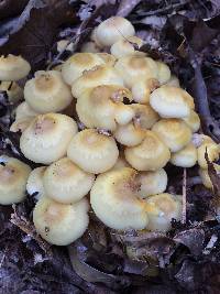 Armillaria mellea image