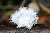 Schizophyllum commune image