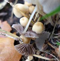 Coprinellus disseminatus image