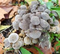 Coprinellus disseminatus image