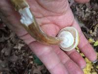 Armillaria mellea image