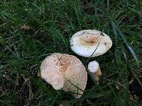 Lactarius alnicola image