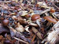 Psilocybe cyanescens image